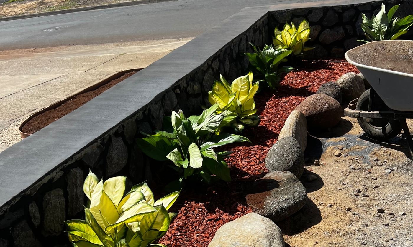 A lava rock retaining wall with a smooth grey cap holding a planting bed on a Maui property: bright yellow and green crotons in red cinder mulch, boulders along the edge, and a wheelbarrow parked on the bare ground beside the street.